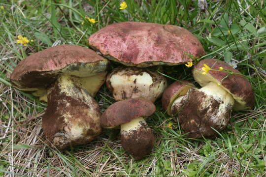 Imagem de Butyriboletus primiregius D. Arora & J. L. Frank 2014