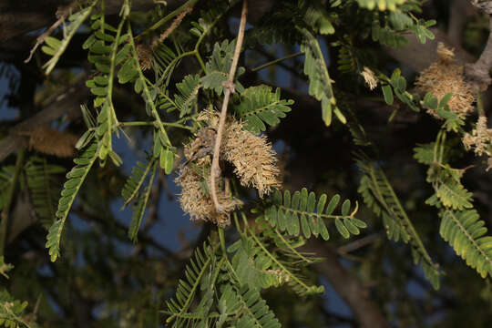 Imagem de Prosopis calderensis