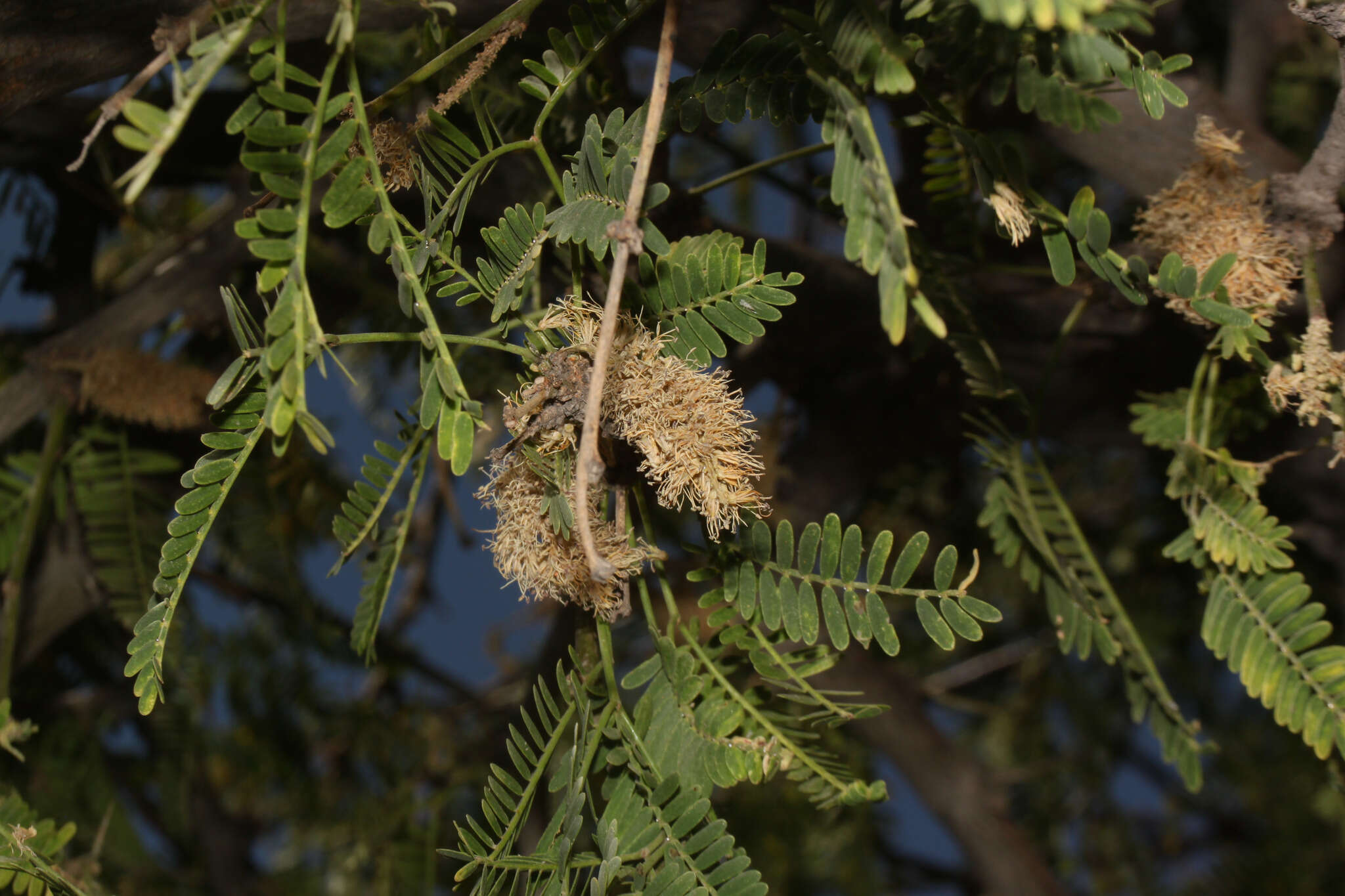 Image of Prosopis calderensis