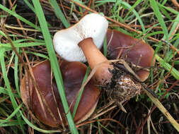 Image of Rhodocollybia butyracea (Bull.) Lennox 1979