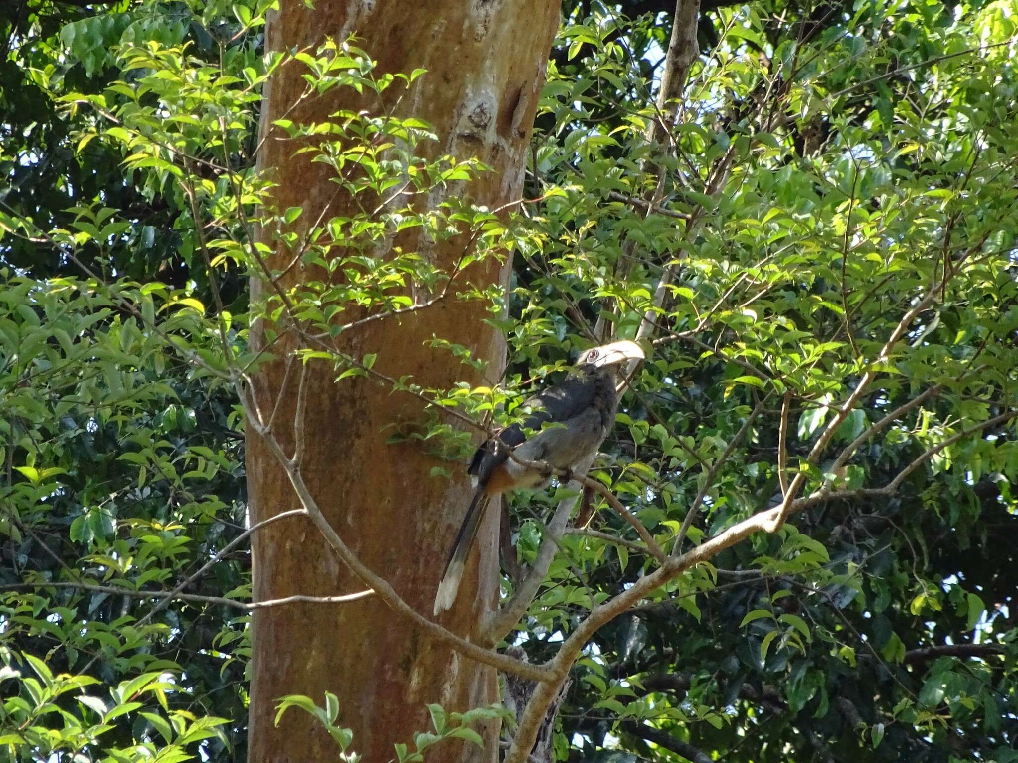 Image of Malabar Grey Hornbill