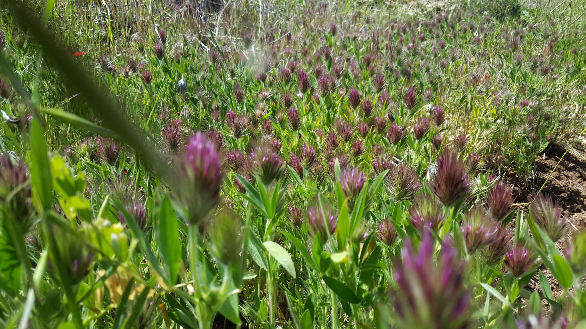 Image of Trifolium dasyurum C. Presl