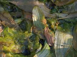 Image of Fen Pondweed