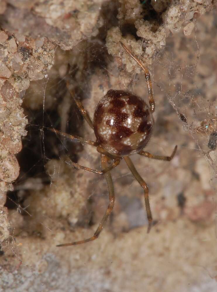 Image of Triangulate cobweb spider