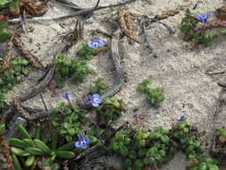 Image of Lobelia boivinii Sond.