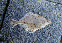 Image of Starry flounders