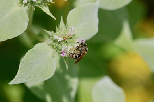 Halictus confusus Smith 1853的圖片