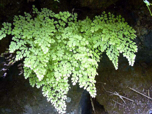 Image of delta maidenhair