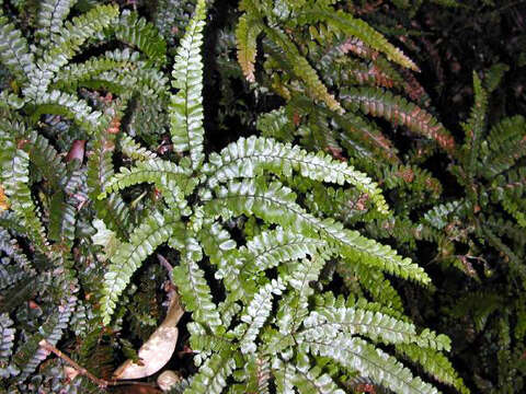 Image of rough maidenhair