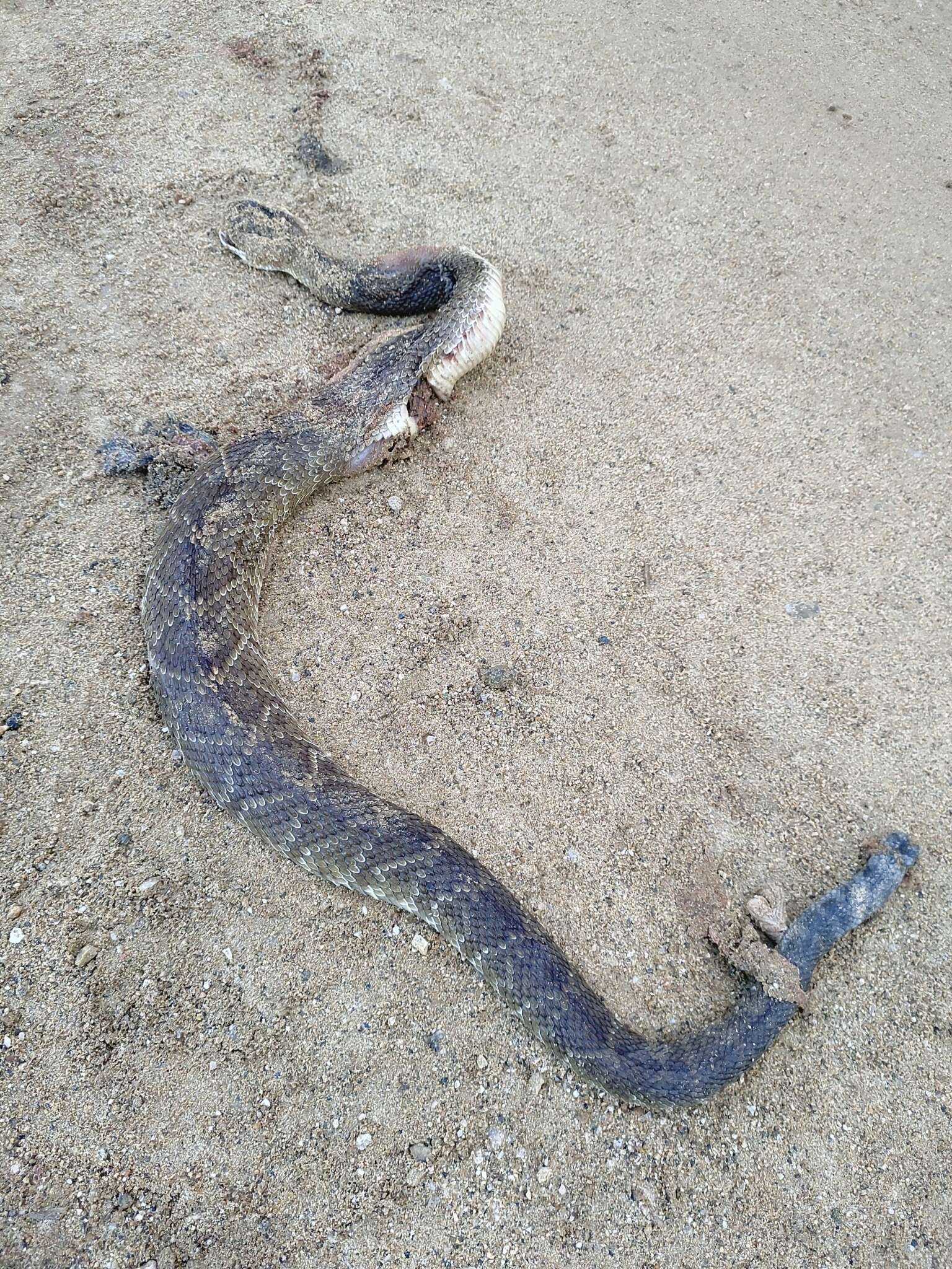 Image of Crotalus molossus oaxacus Gloyd 1948