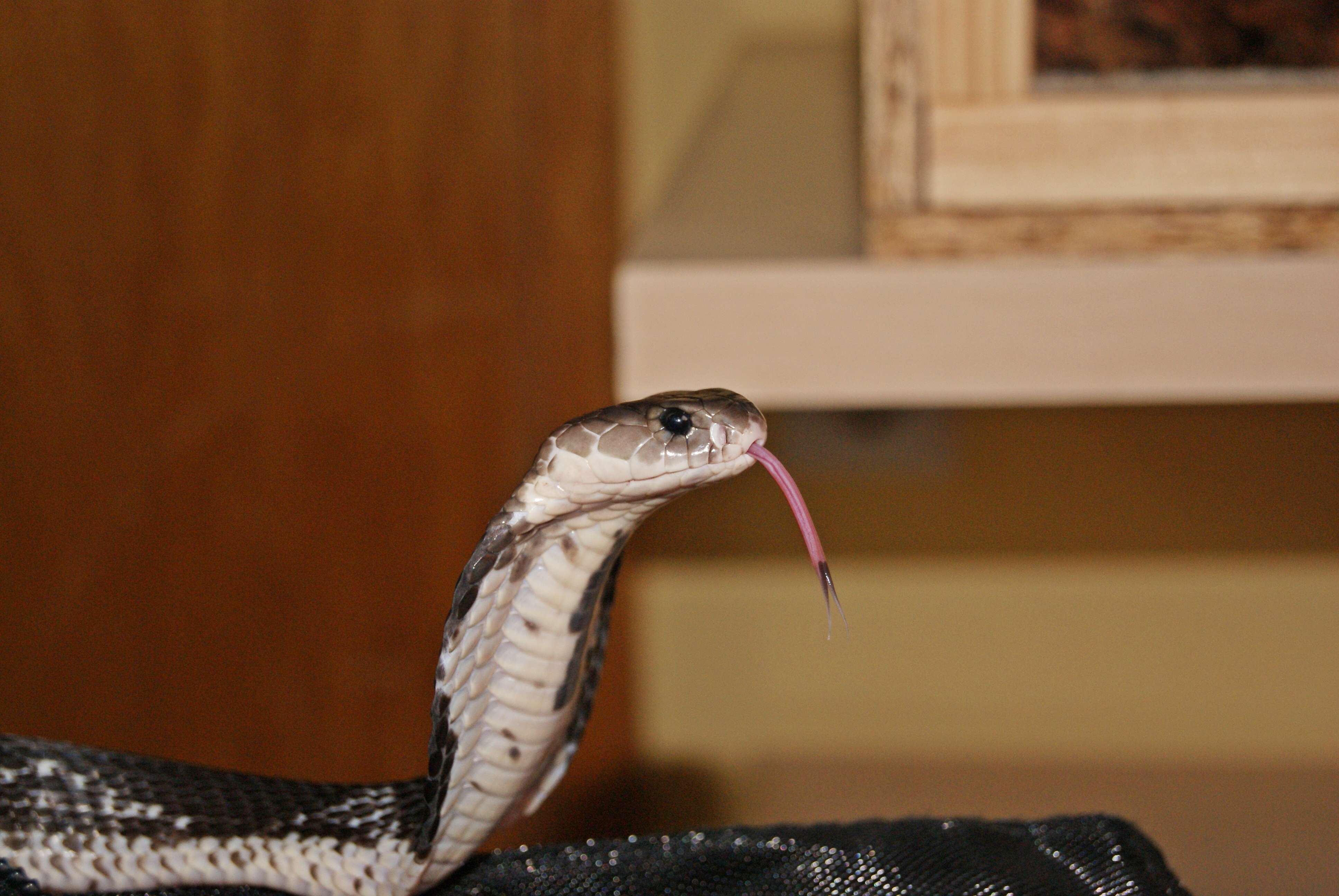 Image of Black And White Spitting Cobra