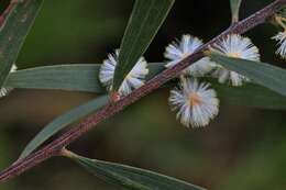 Image of Acacia baeuerlenii Maiden & R. T. Baker