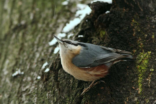 Image of Eurasian Nuthatch