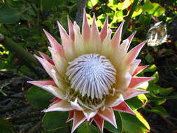 Imagem de Protea cynaroides (L.) L.