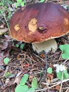 Boletus rubriceps D. Arora & J. L. Frank 2014 resmi