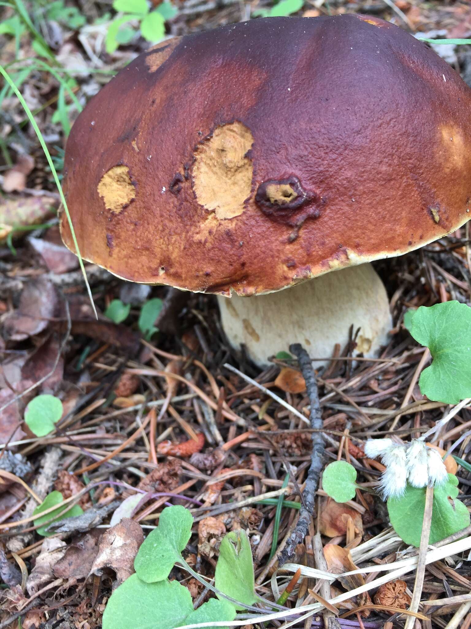 Boletus rubriceps D. Arora & J. L. Frank 2014 resmi