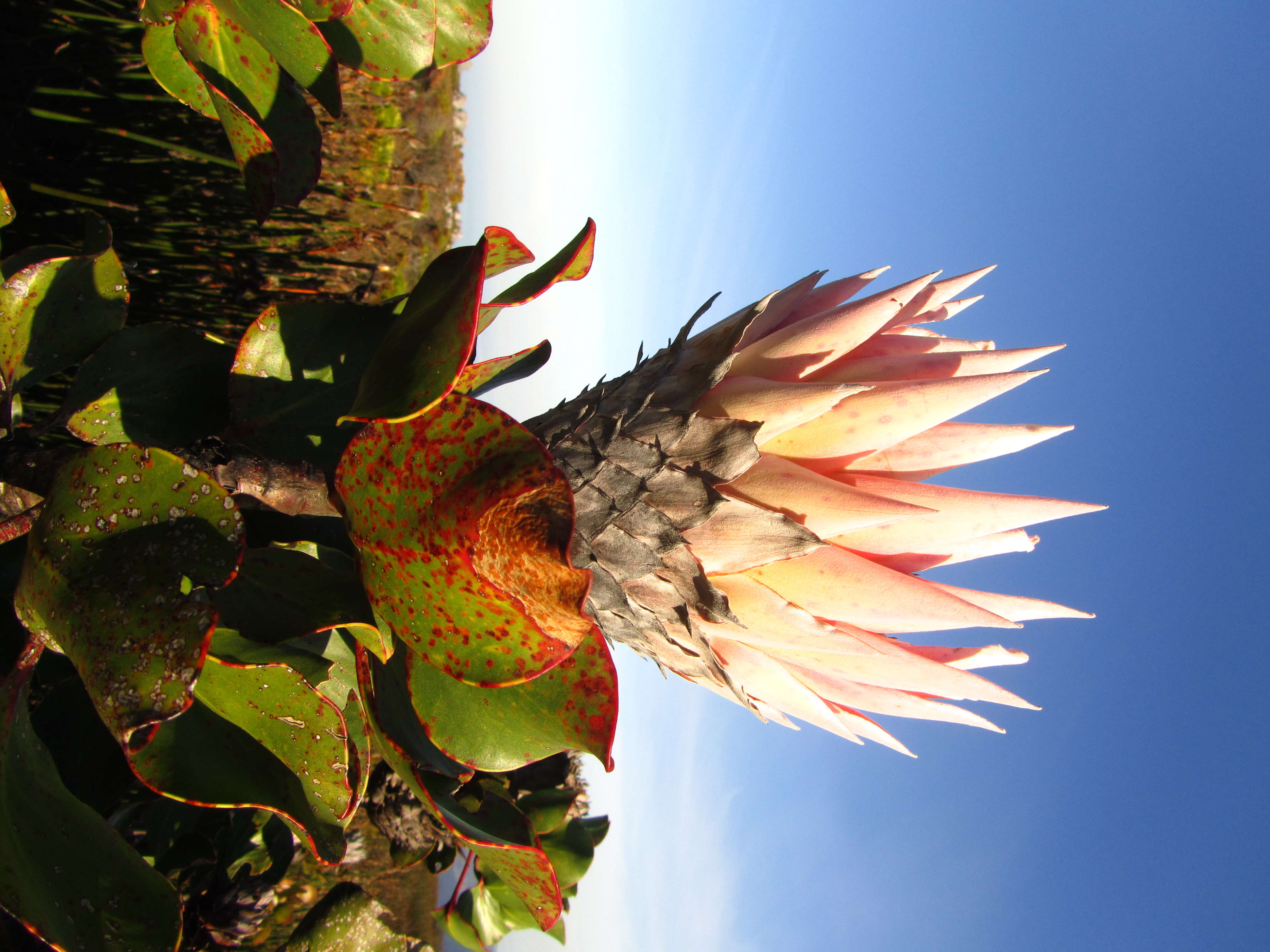 Imagem de Protea cynaroides (L.) L.