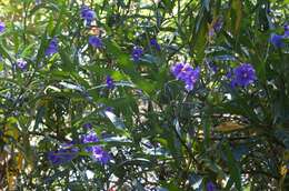 Image of Large Kangaroo Apple