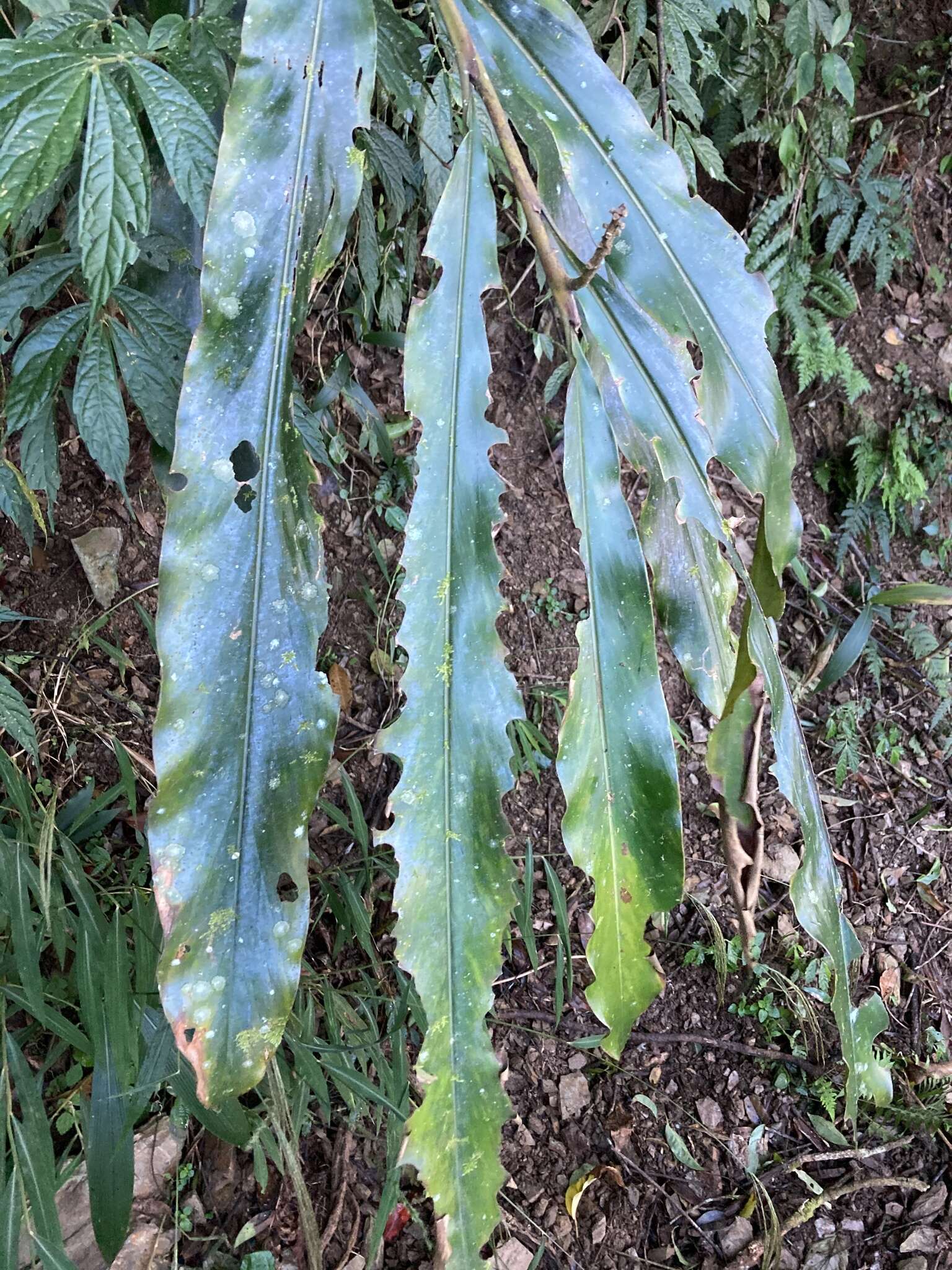 Image of Alpinia kawakamii Hayata