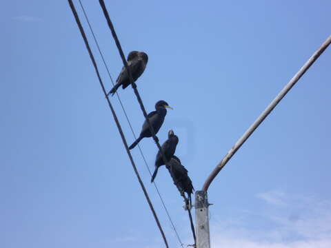 Image of Neotropic Cormorant