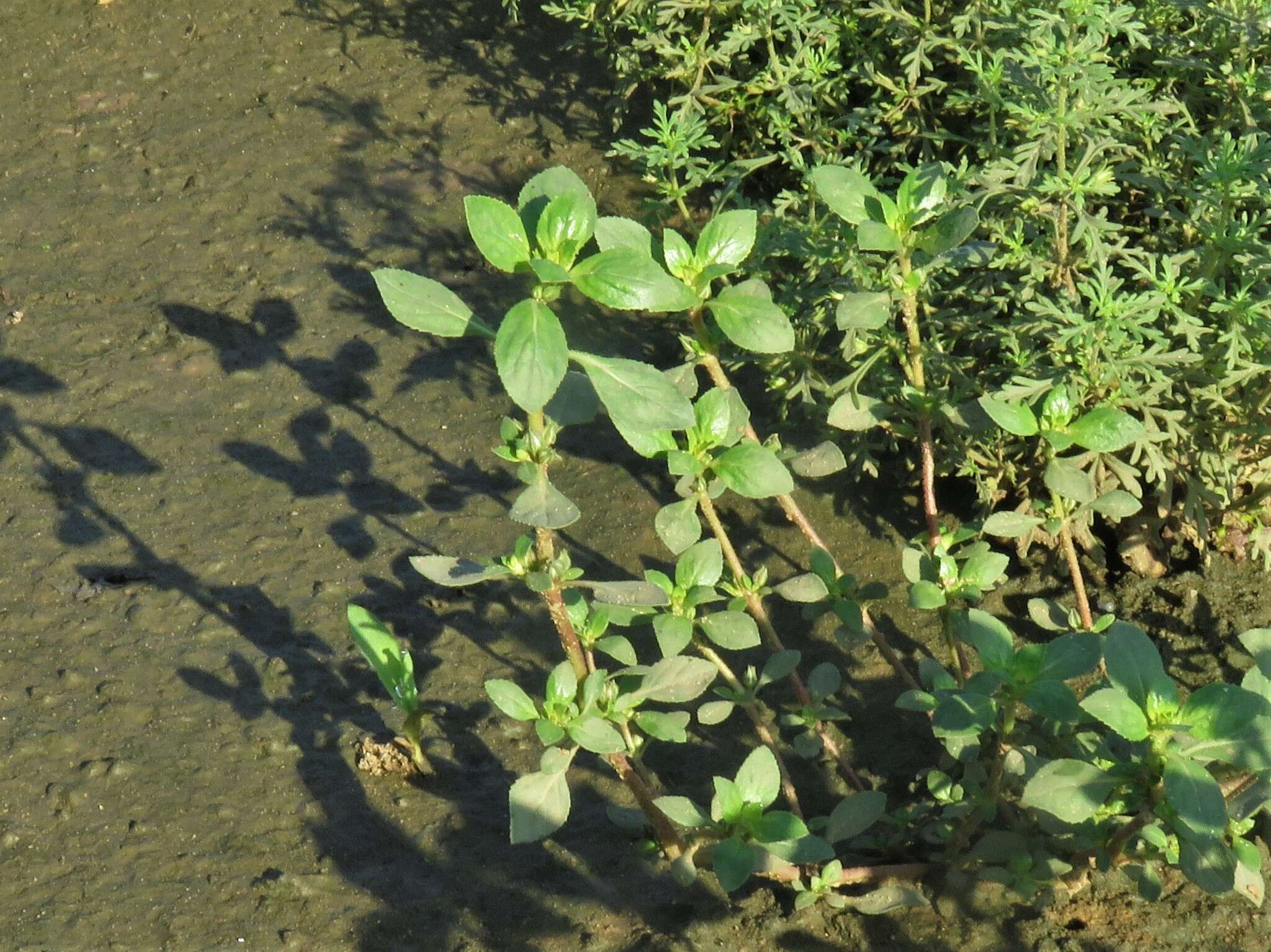 Image of Texas bergia