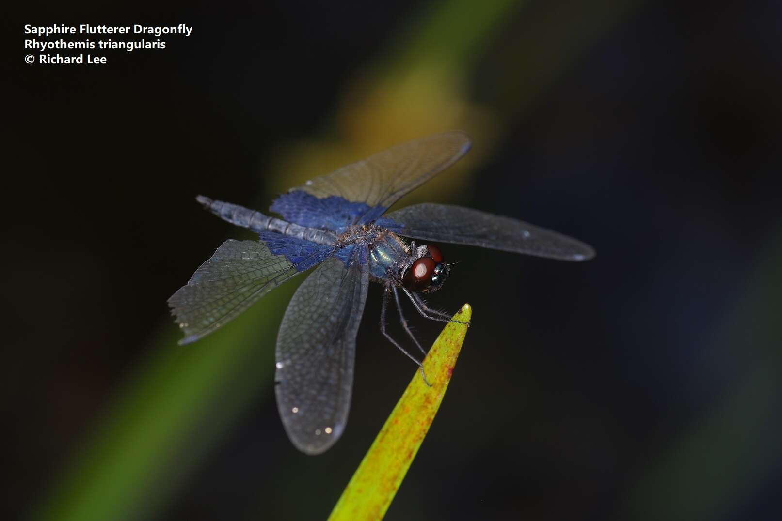 Image of Rhyothemis triangularis Kirby 1889