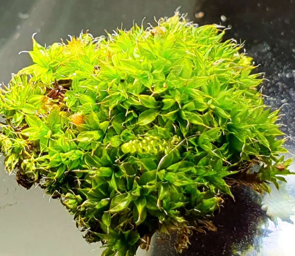 Image of small hairy screw-moss