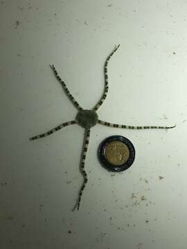 Image of Short-spined brittle star