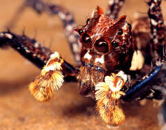 Image of Longleg Dandy Jumping Spider