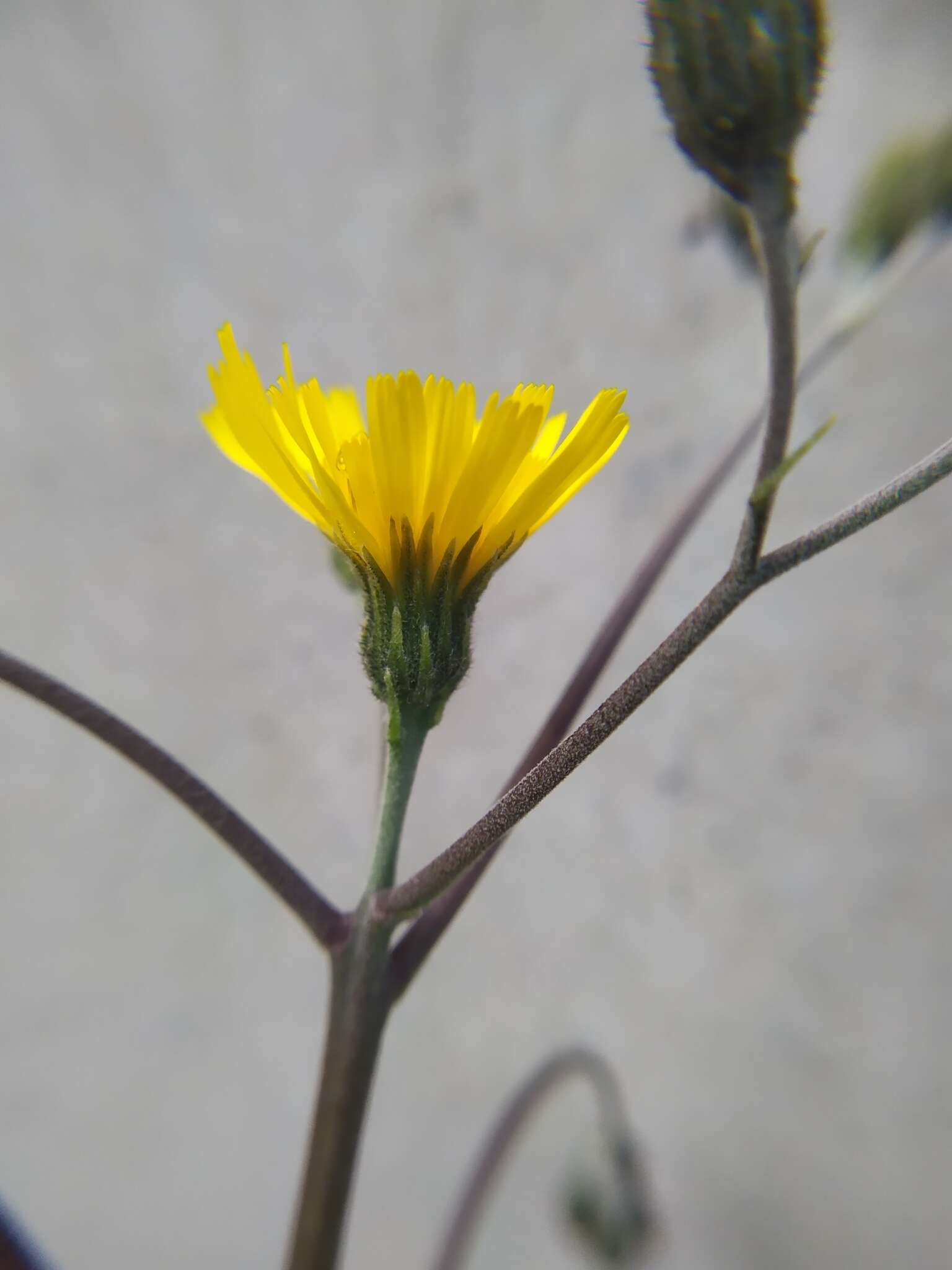 Imagem de Hieracium maculatum subsp. cruentum (Jord.) Zahn