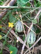 Image of Cucumis melo var. agrestis Naudin