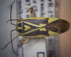 Image of Brachycoleus decolor Reuter 1887