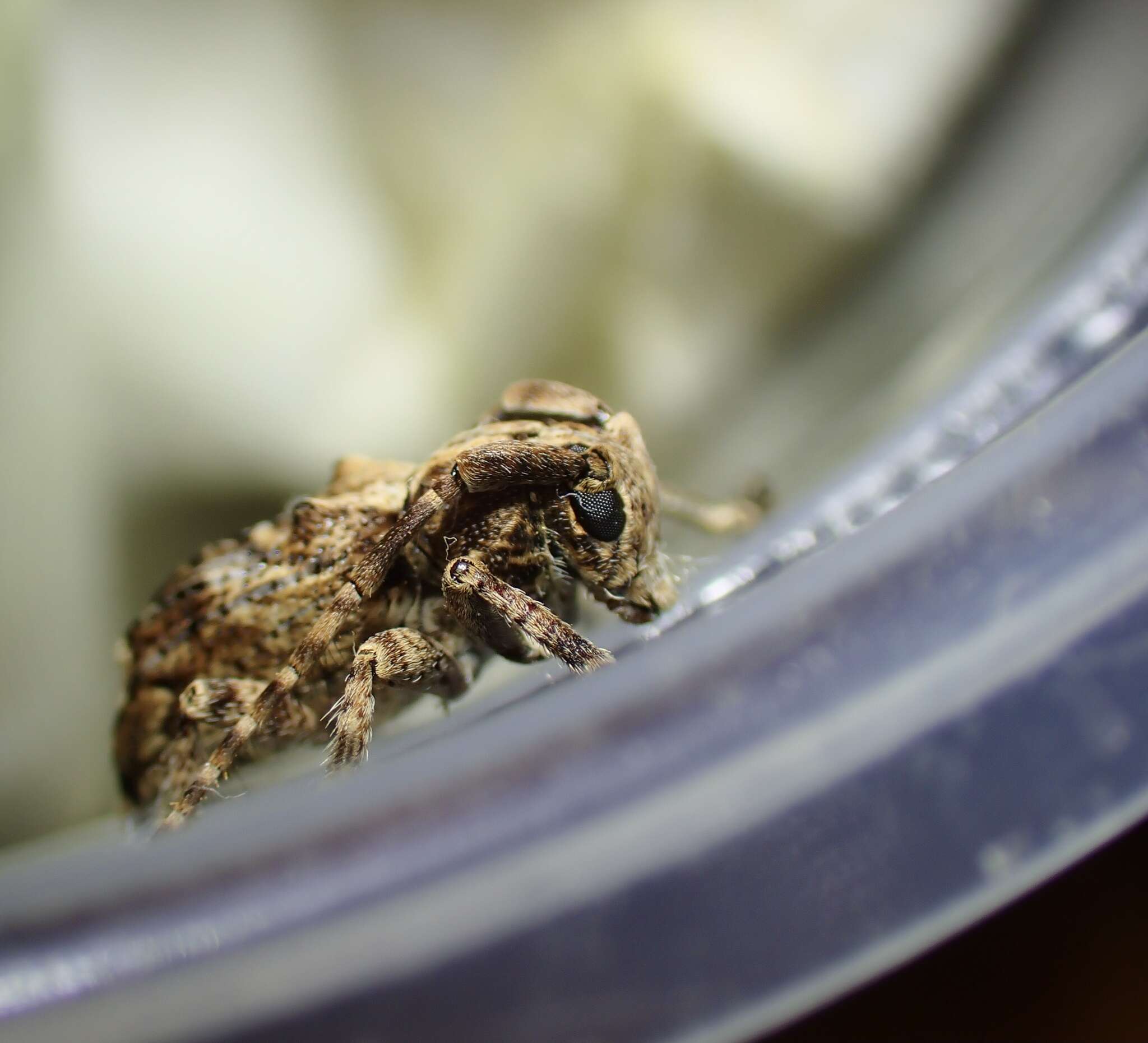 Image of Long-horned beetle