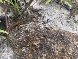 Image of Closed-litter Rainbow-skink