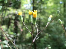 Image of nipplewort