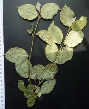 Image of Cornus sanguinea subsp. sanguinea