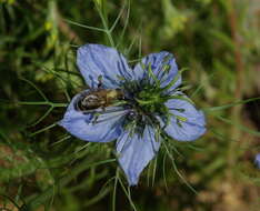 Image of devil in the bush