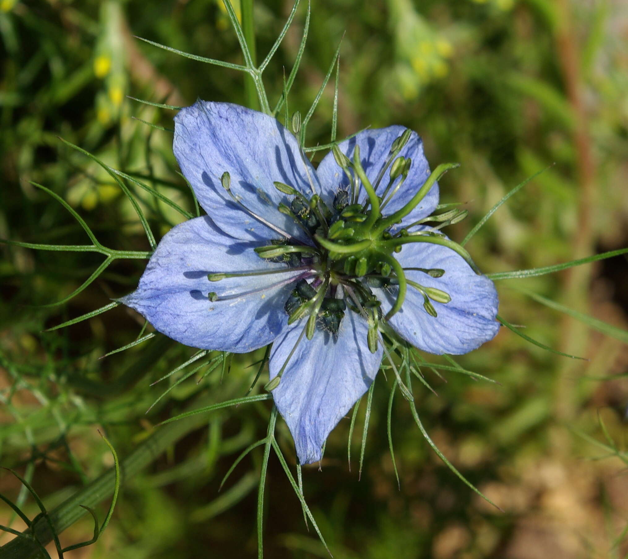 Image of devil in the bush