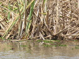 Image of Stripe-backed Bittern