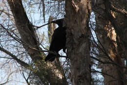 Слика од Corvus coronoides Vigors & Horsfield 1827