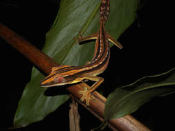 صورة Uroplatus lineatus (Duméril & Bibron 1836)