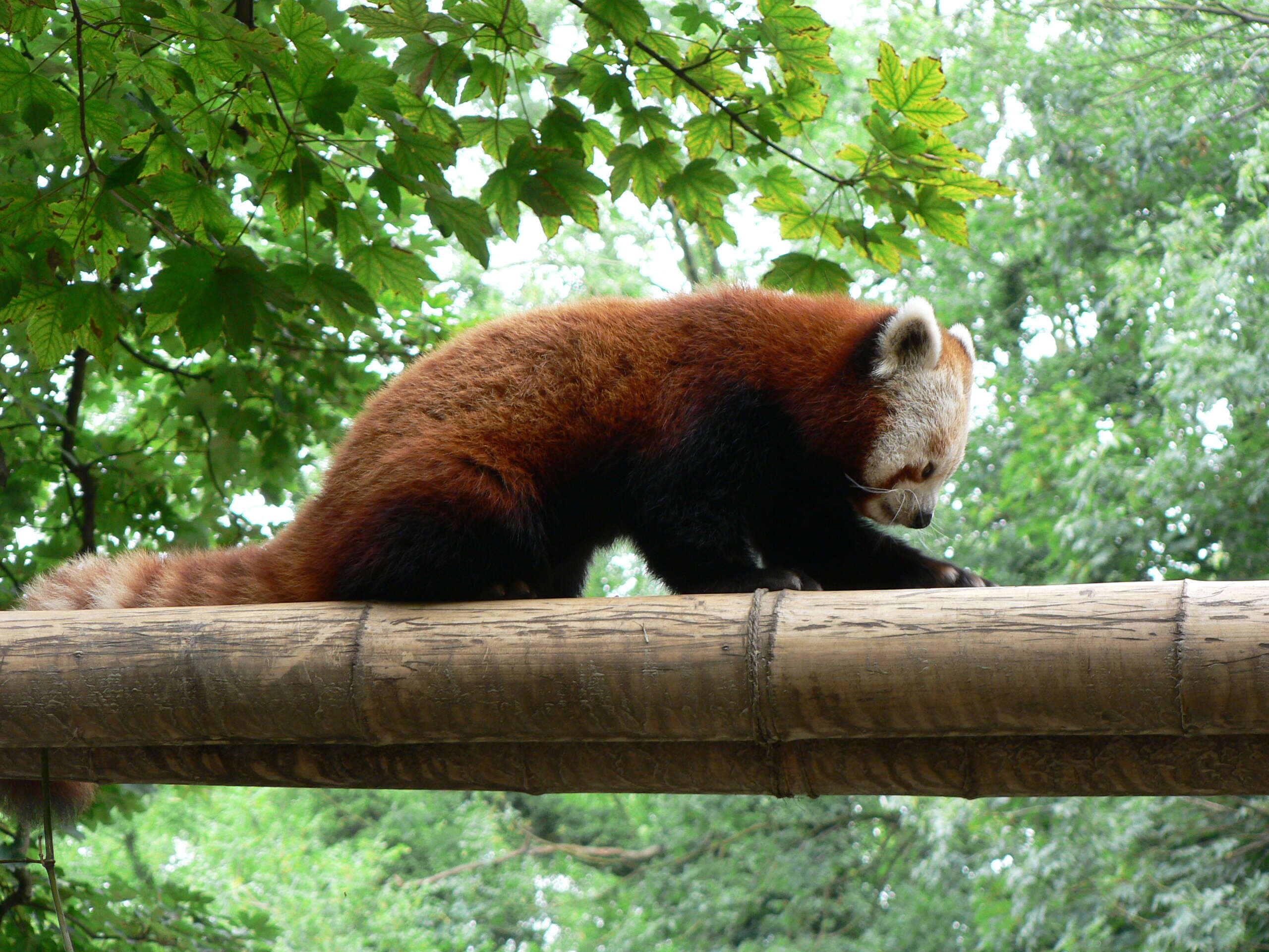 Image of red pandas