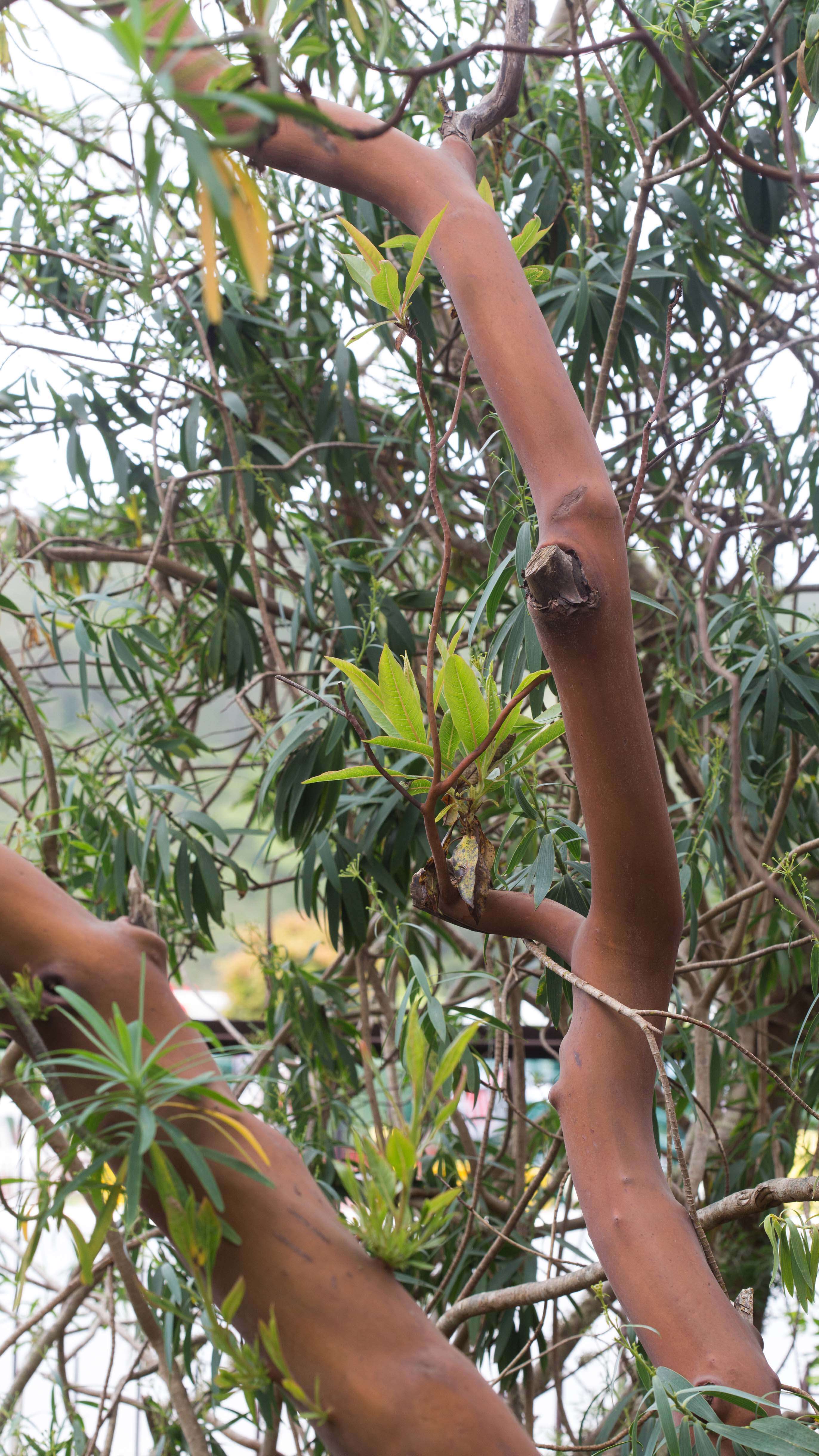 Imagem de Arbutus canariensis Duham.