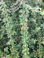 صورة Cotoneaster microphyllus Wall. ex Lindl.