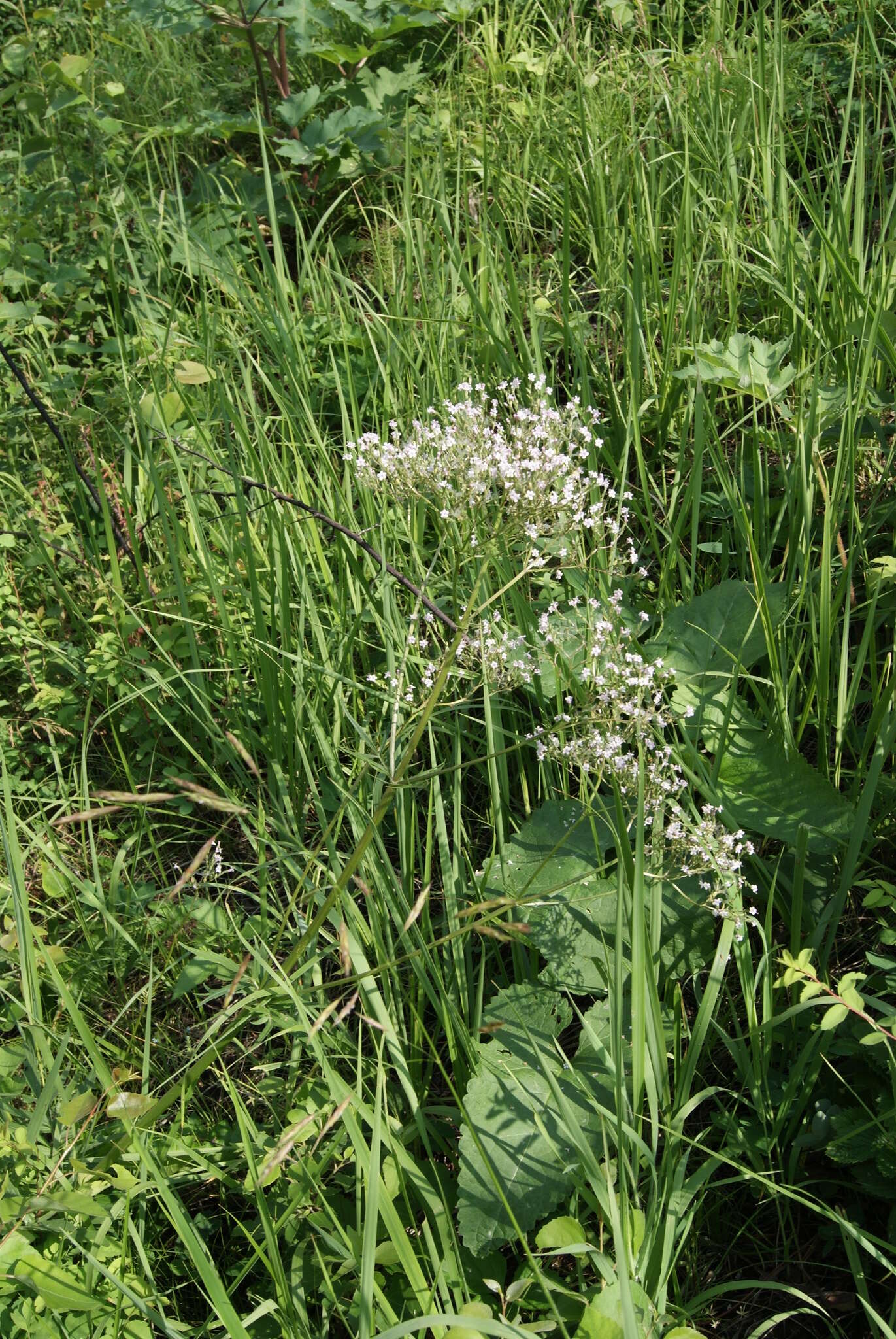 Image of <i>Valeriana transjenisensis</i>