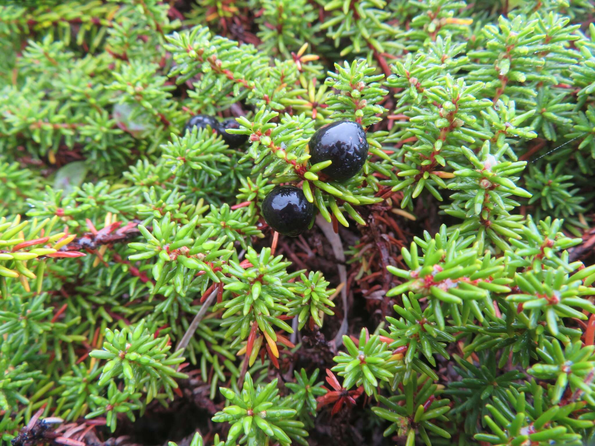 Image of Empetrum nigrum subsp. asiaticum (Nakai) V. B. Kuvaev