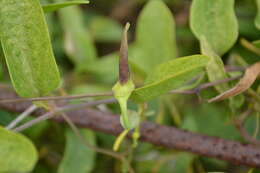 Image de Aristolochia indica L.