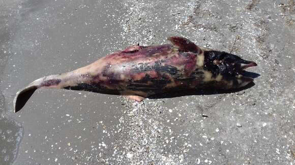 Image of Black Sea harbour porpoise