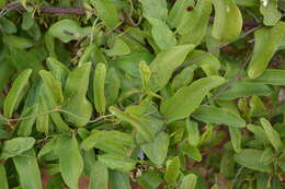 Image de Aristolochia indica L.