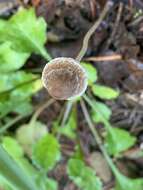 Image of Psathyrella microrhiza (Lasch) Konrad & Maubl. 1949